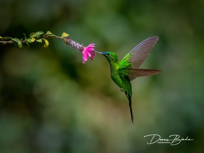 Sapphire-vented Puffleg - Saffierpluimbroekje
