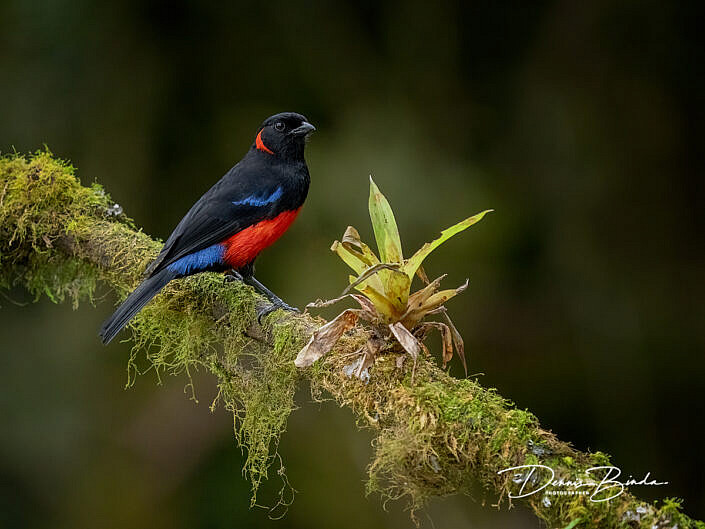 Scarlet-bellied Mountain-tanager - Roodoorbergtangare