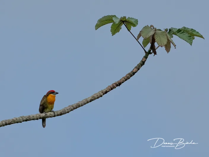 Scarlet-crowned barbet - Roodkruinbaardvogel