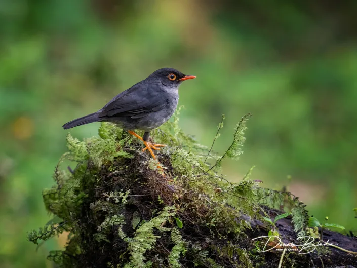 Slaty-backed Nightingale-Thrush - Grijsrugdwerglijster