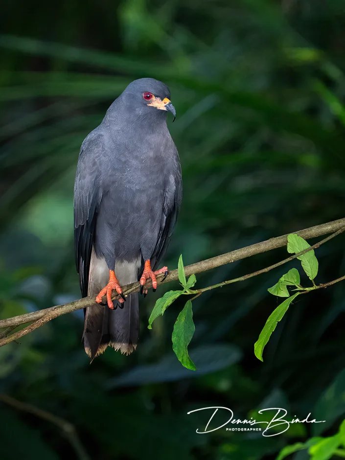Snail kite - Slakkenwouw