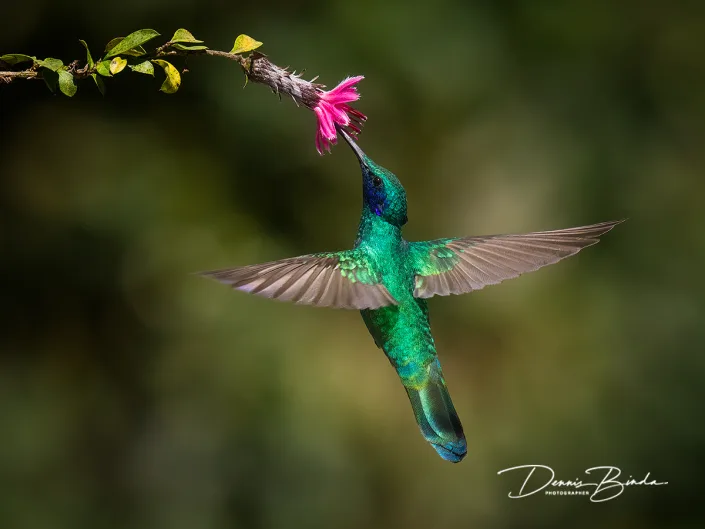 Sparkling Violetear - Goulds violetoorkolibrie