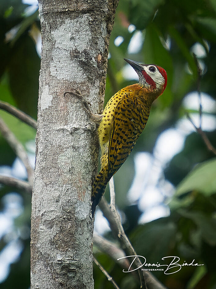 Spot-breasted woodpecker - Vlekborstgrondspecht