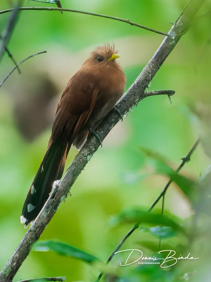 Ringed kingfisher - Amerikaanse Reuzenijsvogel