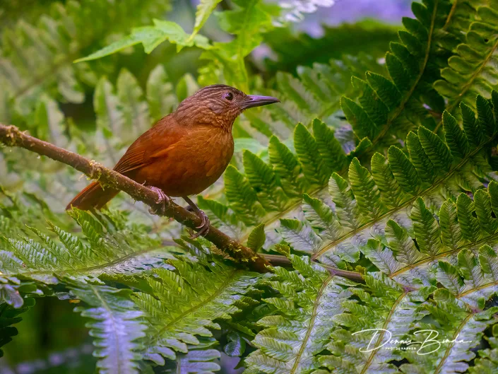 Streak-capped treehunter - Streepkopboomjager