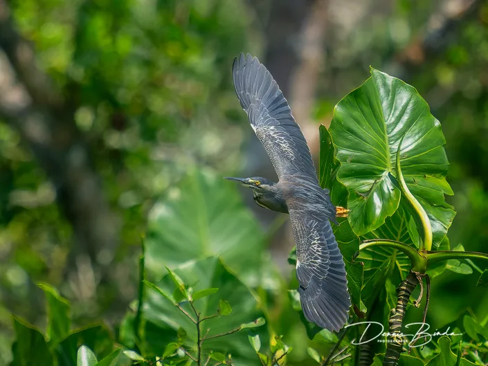 Striated heron - Mangrovereiger