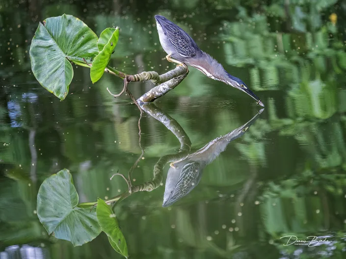 Striated heron - Mangrovereiger