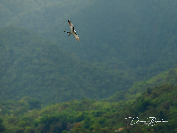 Swallow-tailed kite - Zwaluwstaartwouw