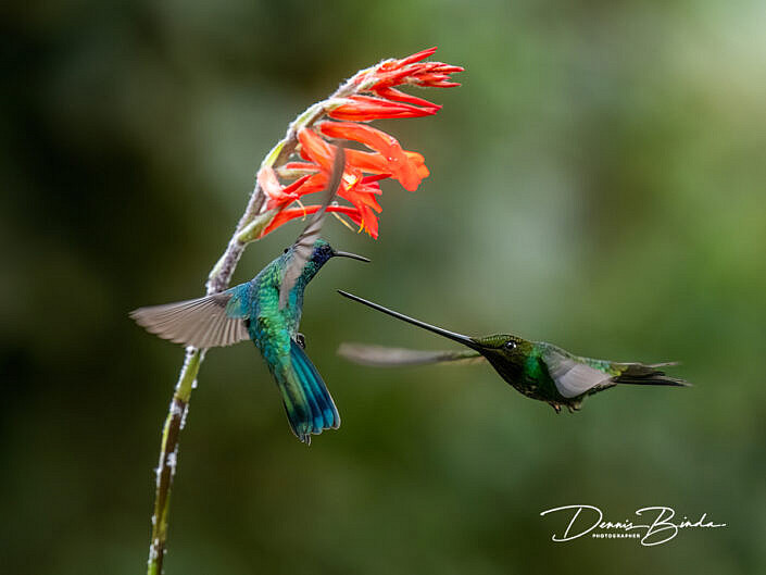 Sword-billed hummingbird - Sparkling Violetear