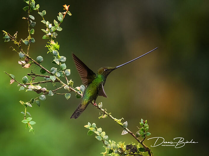 Sword-billed hummingbird - Zwaardkolibrie