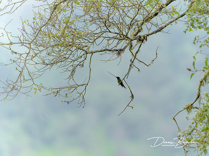 Sword-billed hummingbird - Zwaardkolibrie