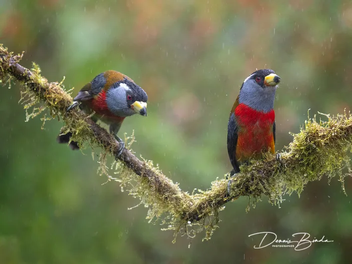 Toucan Barbet - Toekanbaardvogel