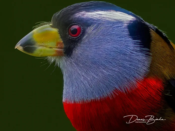Toucan Barbet - Toekanbaardvogel
