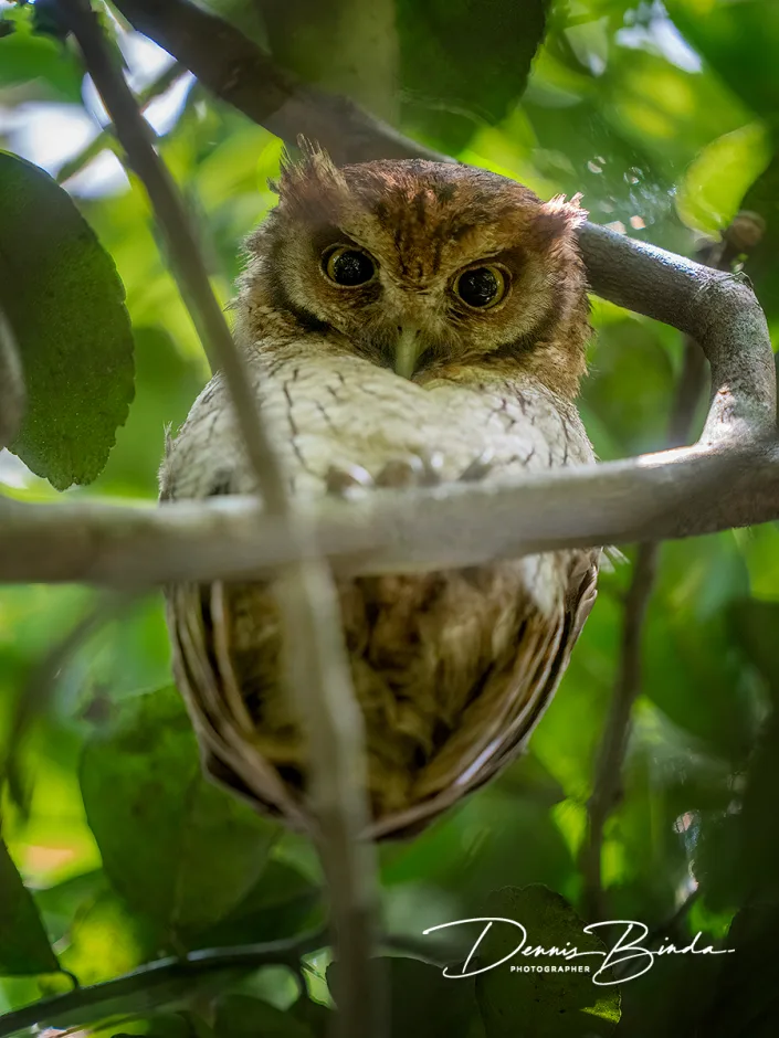 Tropical screech-owl - Cholibaschreeuwuil