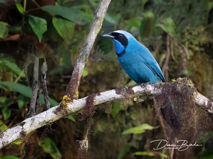 Turquoise jay - Turkooisgaai
