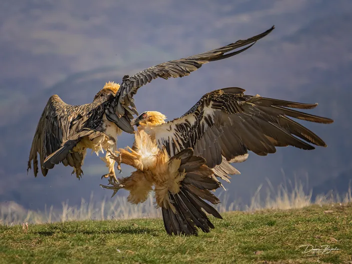 Two bearded vultures fighting