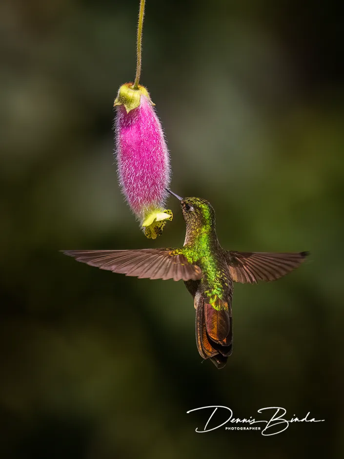 Tyrian metaltail - Smaragdglansstaartkolibrie