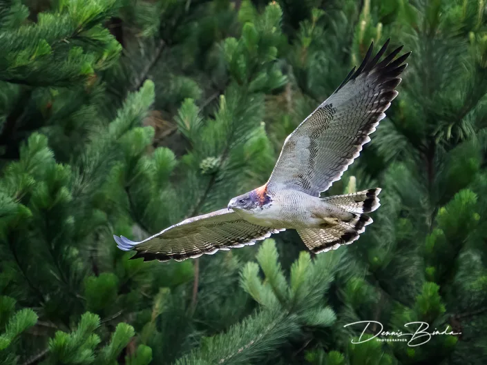 Variable Hawk - Roodrugbuizerd