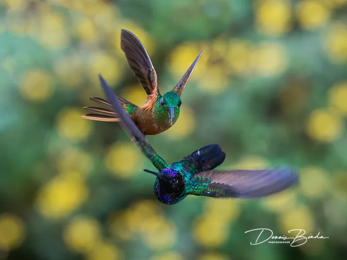 Velvet-purple Coronet - Faun-breasted Brilliant