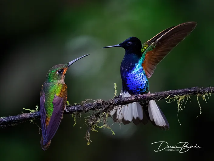 Velvet-purple Coronet and Faun-breasted Brilliant