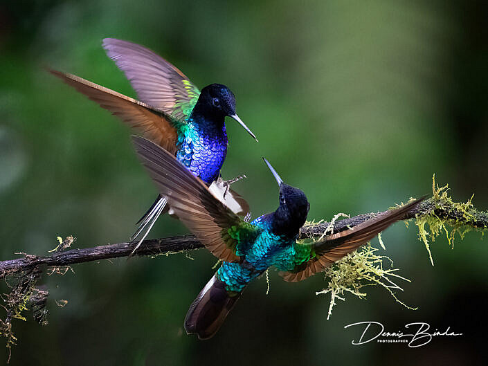 Velvet-purple Coronet hummingbirds - Witstaarthoornkolibrie