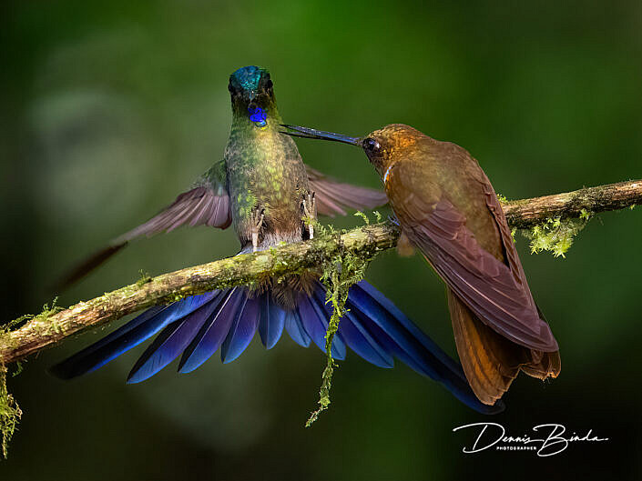 Violet-tailed Sylph and Brown Inca