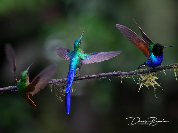 Violet-tailed Sylph - Faun-breasted Brilliant - Velvet-purple Coronet