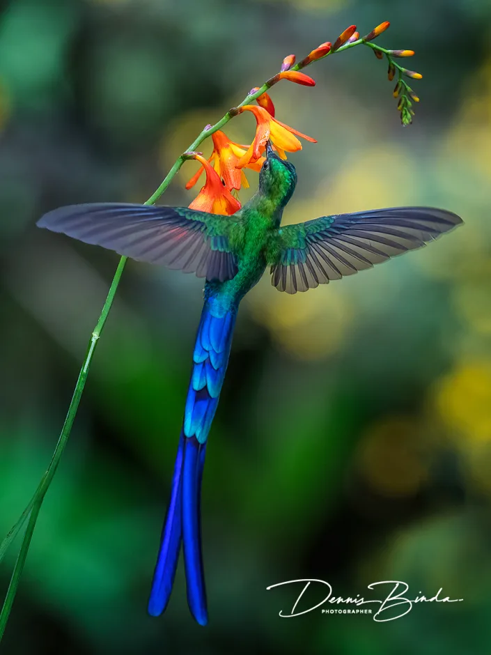 Violet-tailed Sylph - Violetstaartnimf
