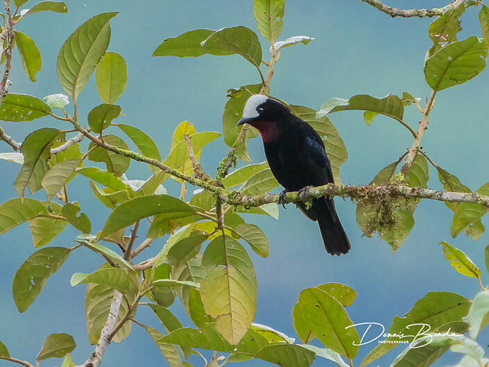 White-capped tanager - Witkaptangare