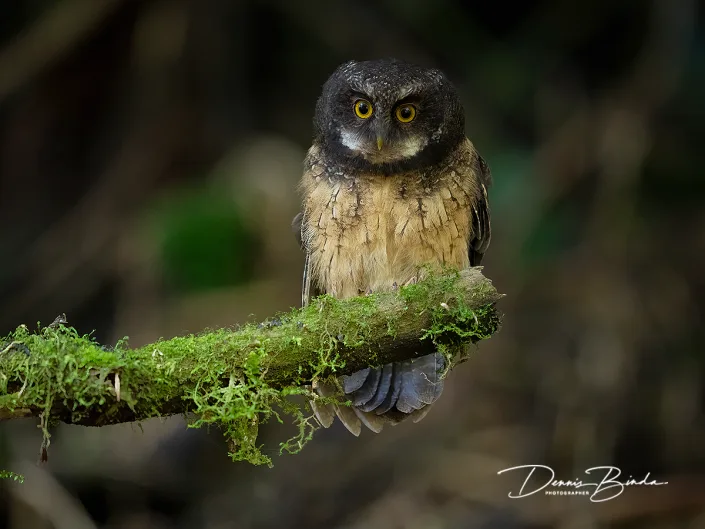 White-throated Screech-Owl - Witkeelschreeuwuil