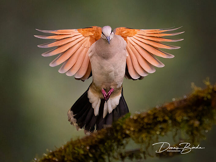 White-tipped dove - Verreauxs duif
