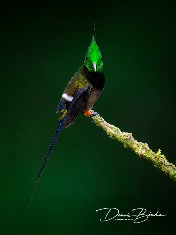 Wire-crested thorntail - Gekuifde draadkolibrie