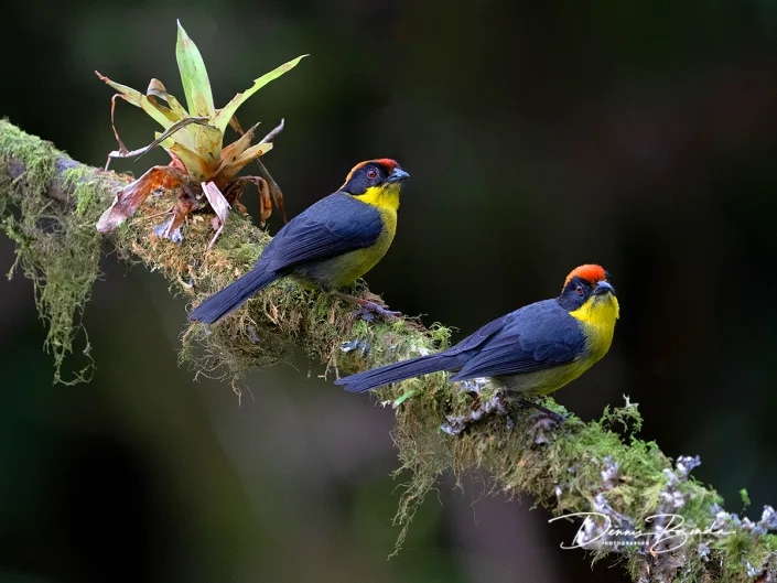 Yellow-breasted brushfinch - Geelborststruikgors