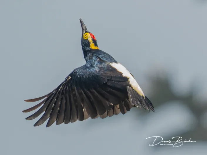 Yellow-tufted woodpecker - Geelbrauwspecht