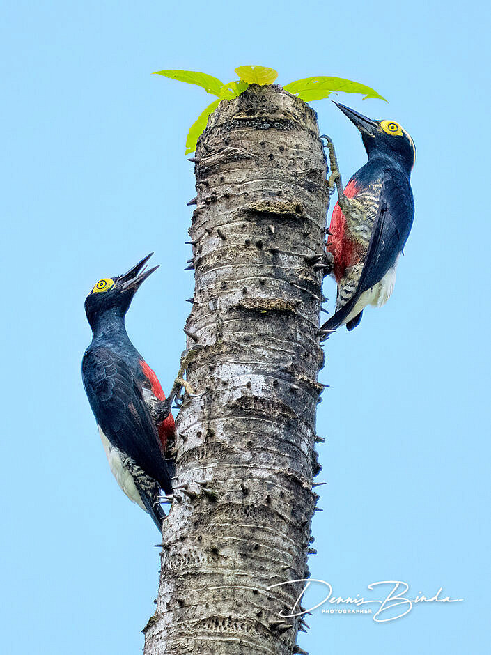 Yellow-tufted woodpecker - Geelbrauwspecht
