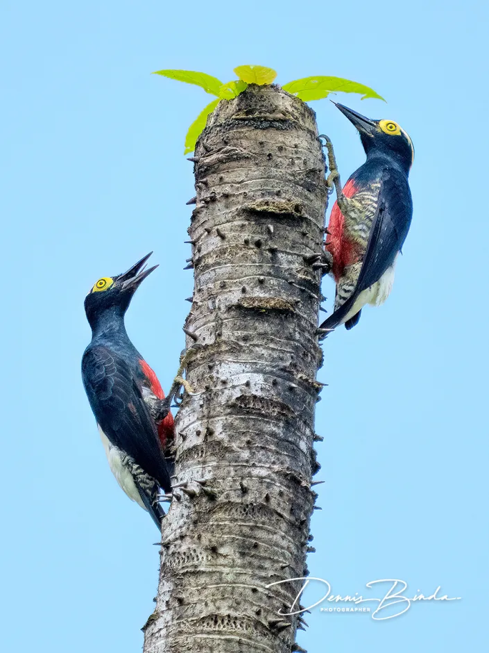 Yellow-tufted woodpecker - Geelbrauwspecht