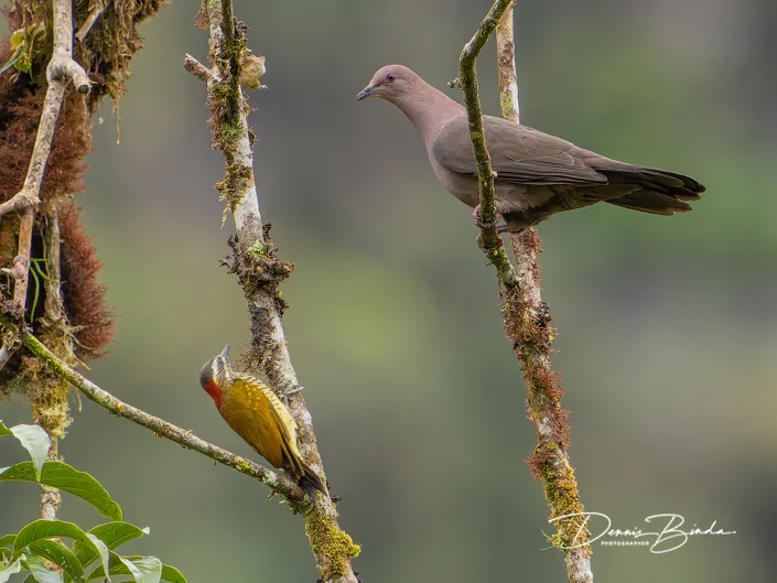Yellow-vented woodpecker and Ruddy pigeon