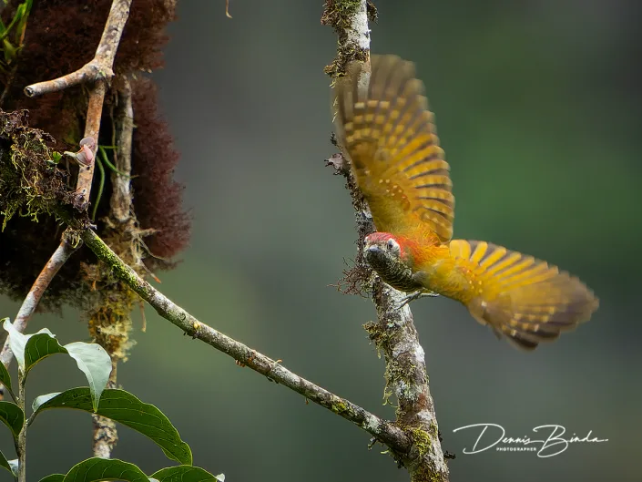 Yellow-vented woodpecker - Geelbuikspecht