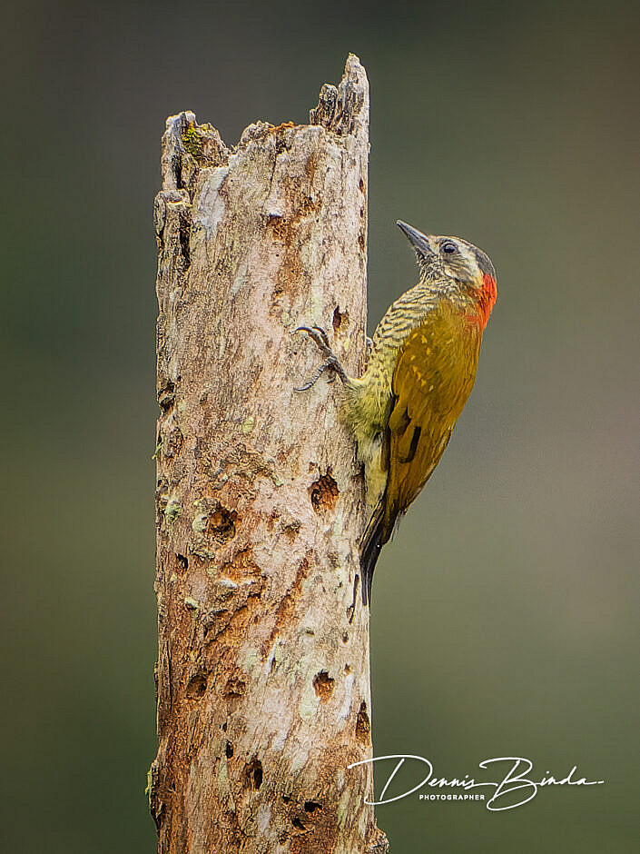 Yellow-vented woodpecker - Geelbuikspecht