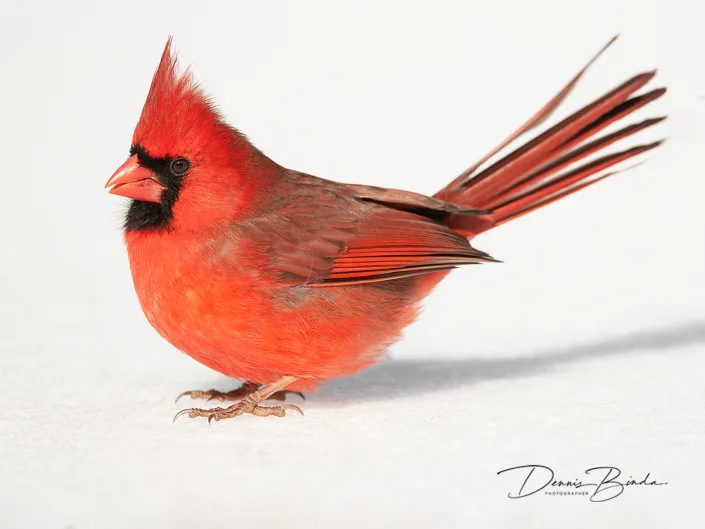 Rode Kardinaal - Northern Cardinal - Cardinalis cardinalis