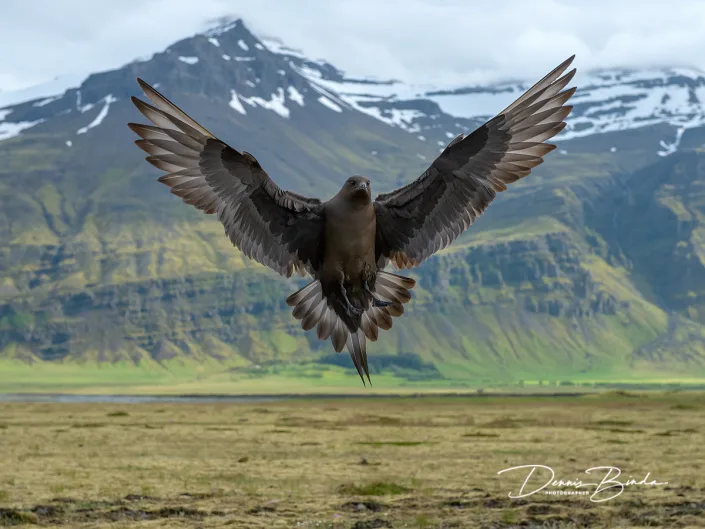 Kleine Jager - Parasitic Jaeger - Stercorarius parasiticus