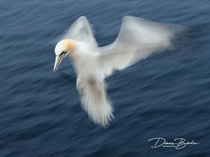 Jan-van-Gent - Northern Gannet - Morus bassanus