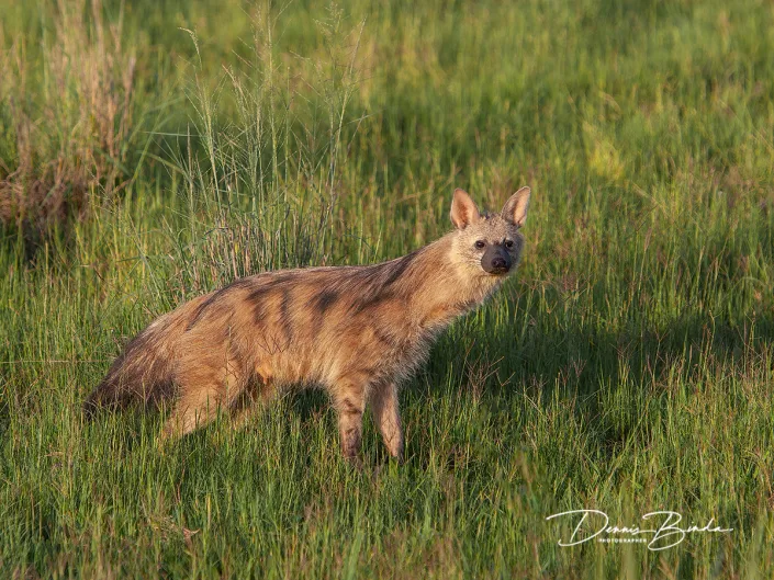 Aardwolf - Proteles cristatus