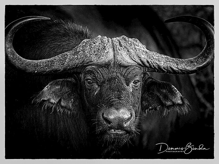 Afrikaanse buffel - African buffalo - Syncerus caffer