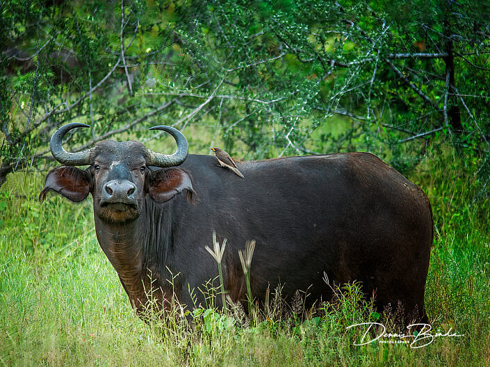 Afrikaanse buffel - African buffalo - Syncerus caffer