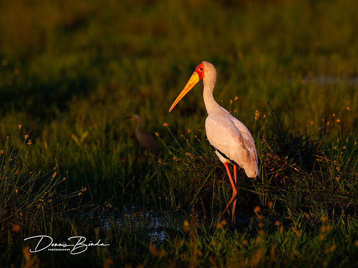 Afrikaanse Nimmerzat - Yellow-billed Stork - Micteria ibis