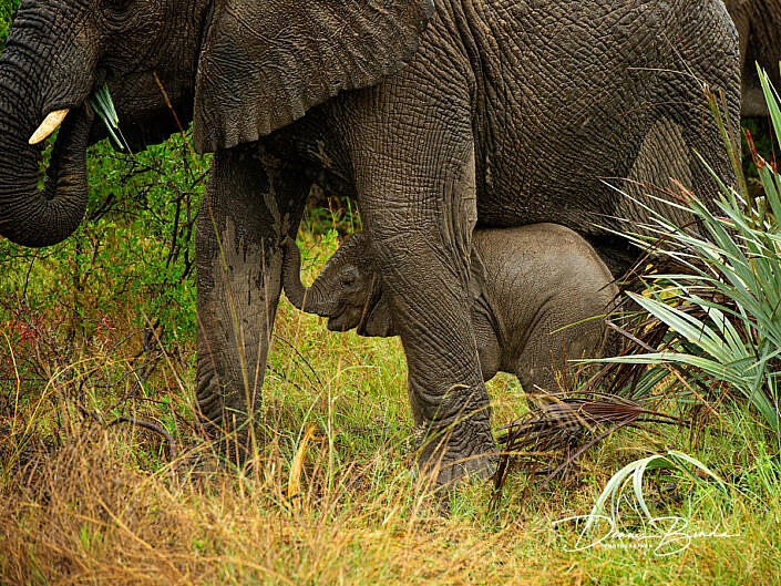 Afrikaanse Olifant - African Bush Elephant - Loxodonta africana