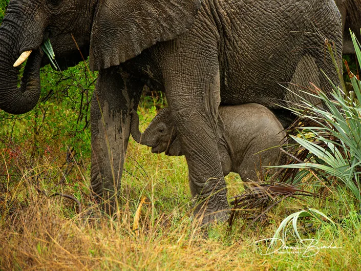 Afrikaanse Olifant - African Bush Elephant - Loxodonta africana