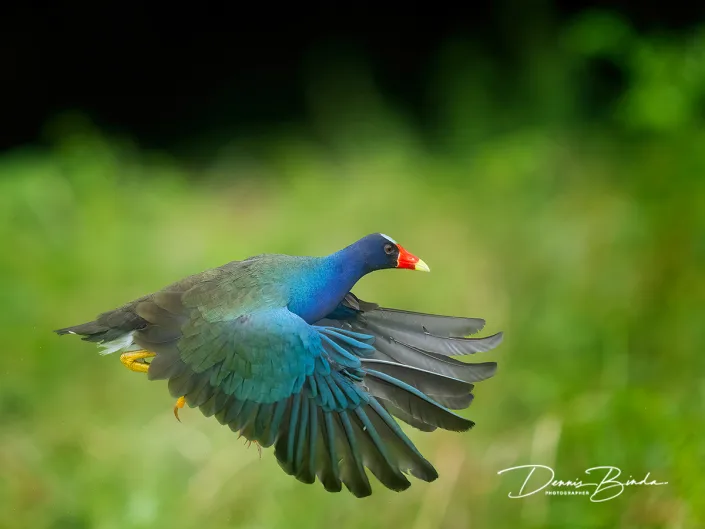 Amerikaans purperhoen - Purple Gallinule - Porphyrio martinicus