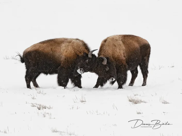 Amerikaanse Bizon - Bison - Bison bison